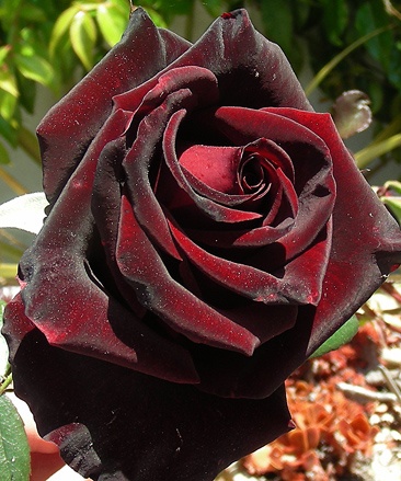 Photo:  Black Cherry Velvet rose